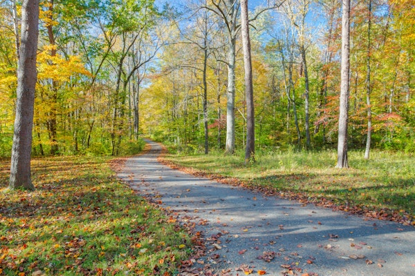 Autumn Forest Pathway