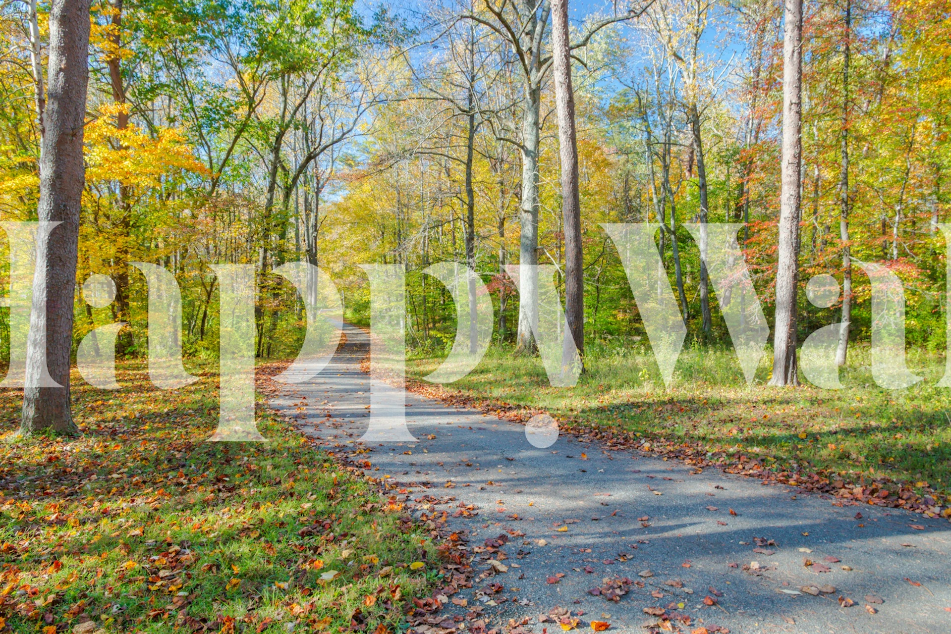 Autumn Forest Pathway wallpaper in a room