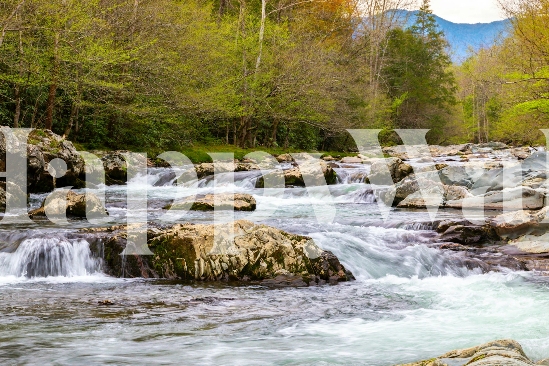 Flowing stream with rocks and lush greenery, nature wallpaper