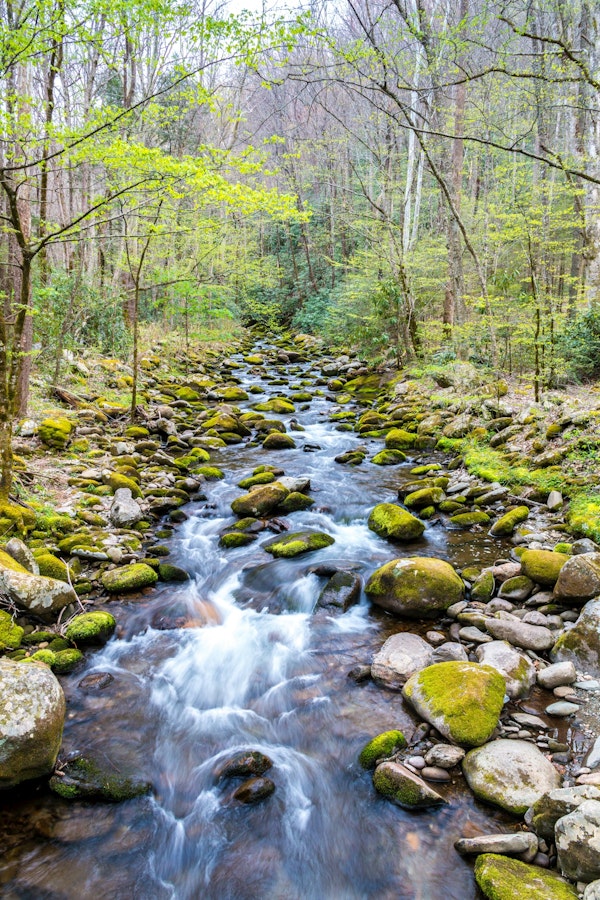 Forest Water Cascade