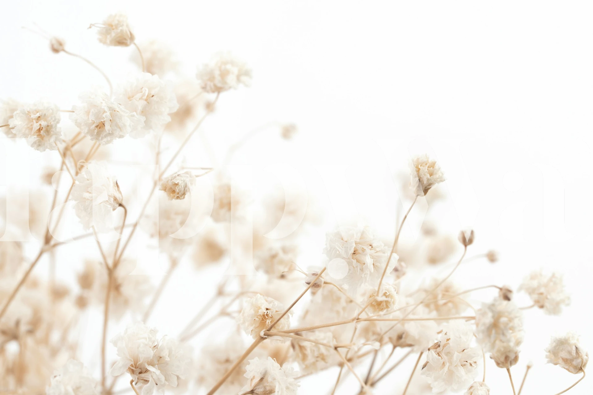 Delicate white flowers on a light background wallpaper