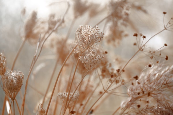 Dried Wildflowers in Beige