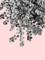 Ivy Delight 7 wallpaper