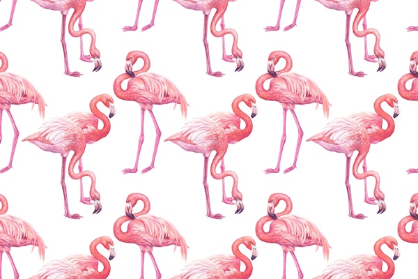 Flamingos on white