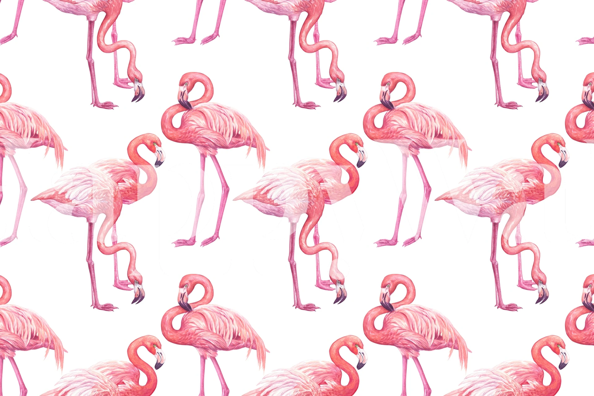 Stylish flamingos in pink on a white background wall mural