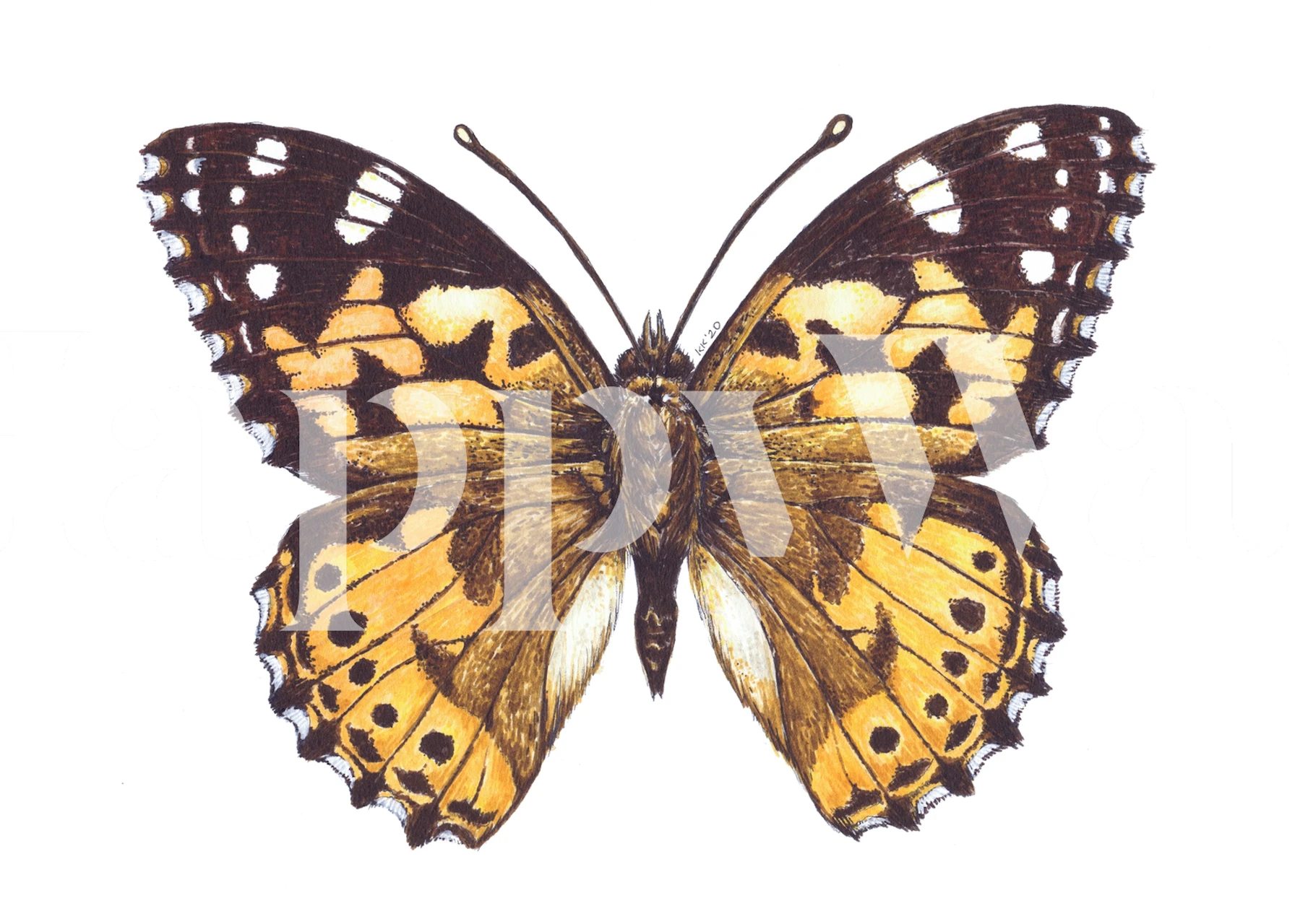 Painted Lady Butterfly wall mural with intricate patterns and natural colors