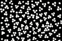 Happy Daisy Black Flower Wall papiers peint