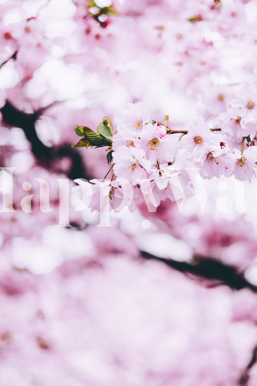 Pink cherry blossom flowers on delicate branches wallpaper