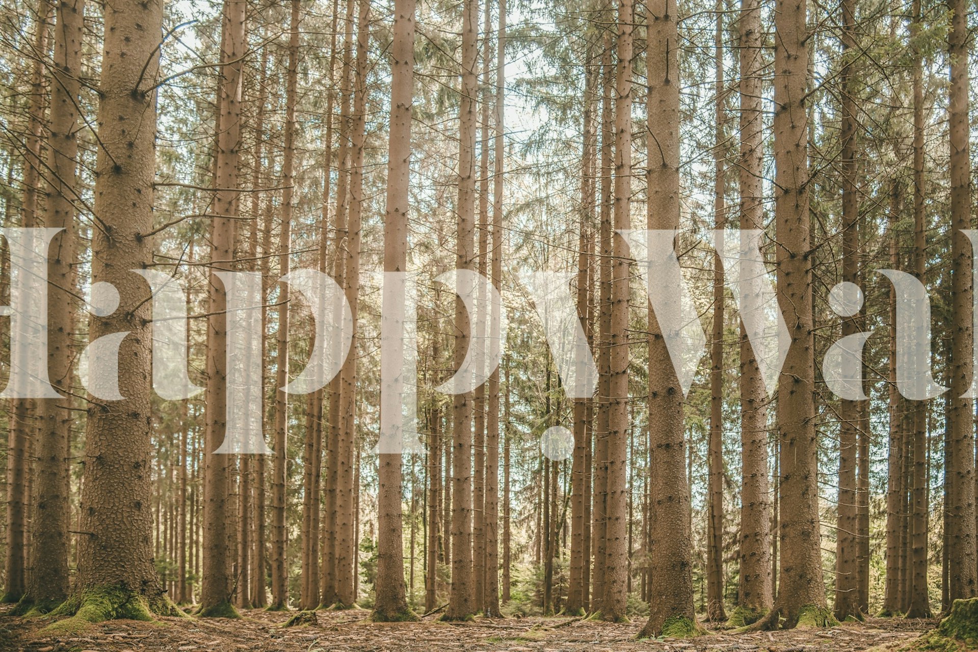 Tapeta Tranquil Forest Scene v místnosti