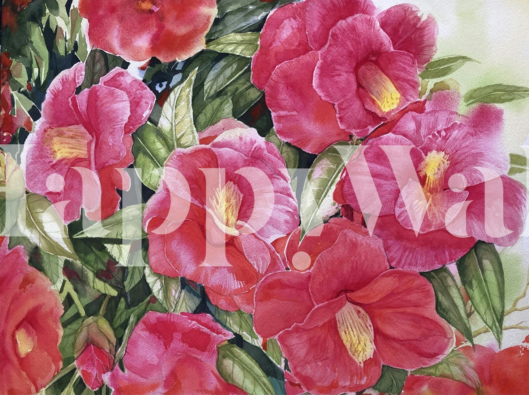 Bright pink camellia flowers with green leaves wallpaper