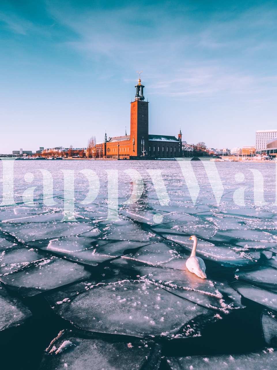 Swan at Stockholm City Hall wallpaper design