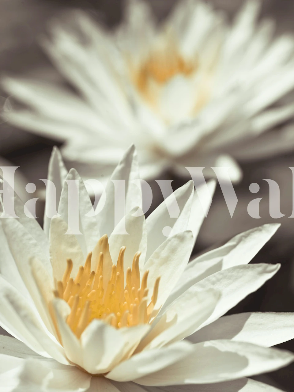 Whispering White Lilies tapeta v pokoji