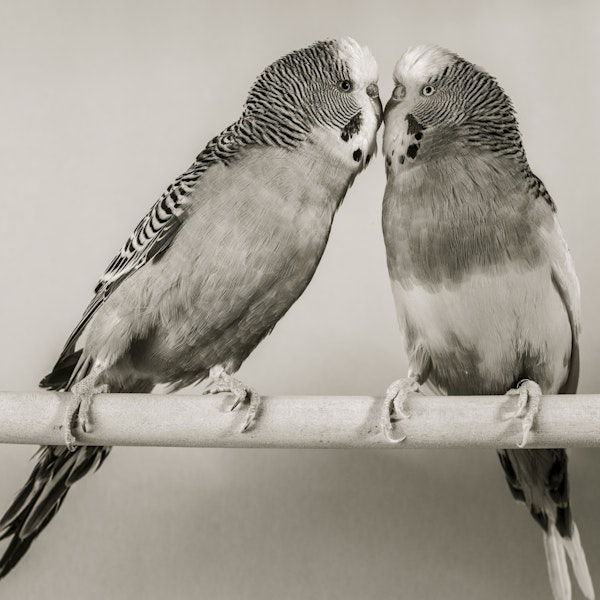 Lovebirds on a Perch