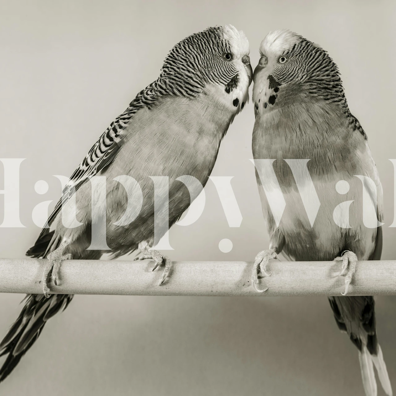 Two lovebirds on a perch in black and white wallpaper