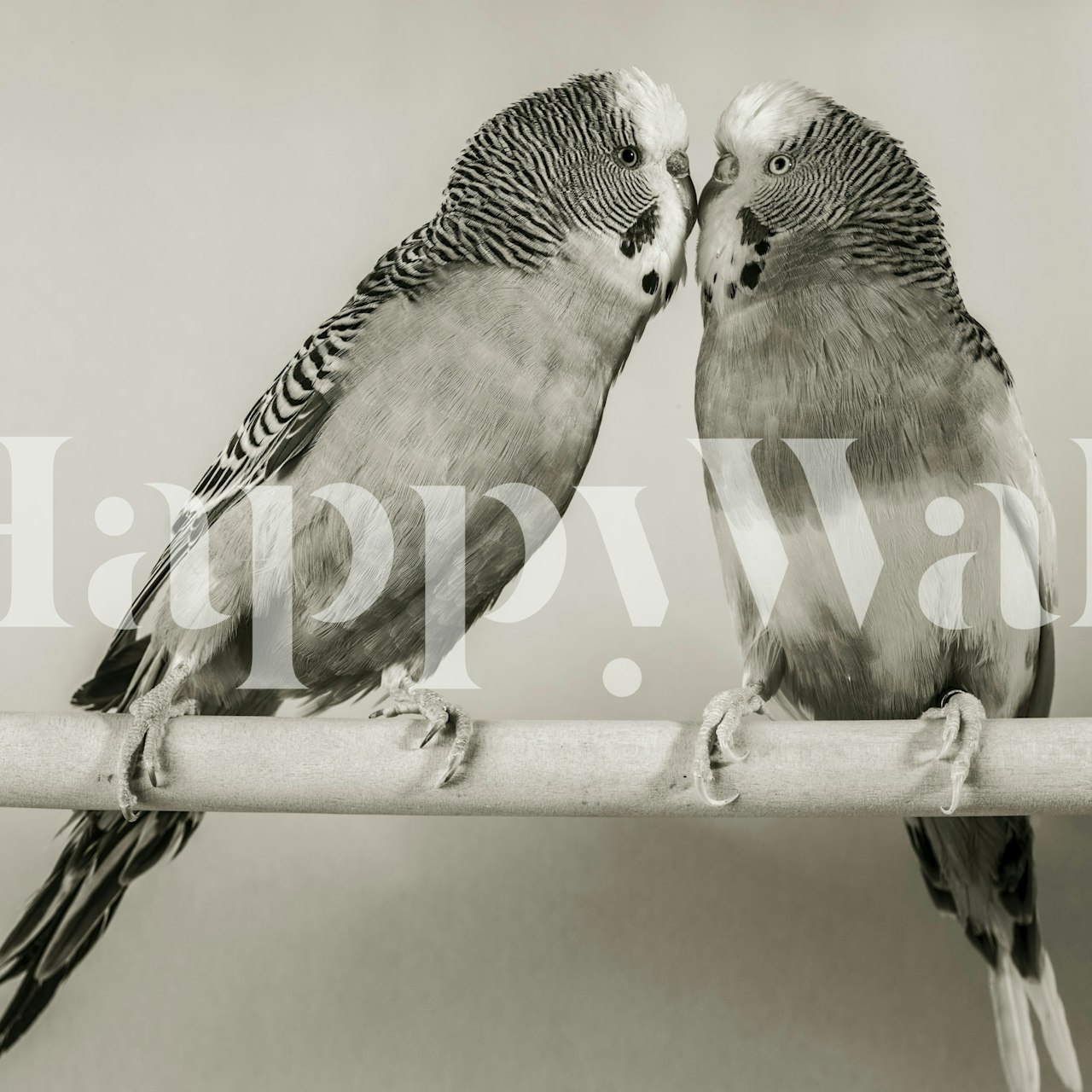 Two lovebirds on a perch in black and white wallpaper