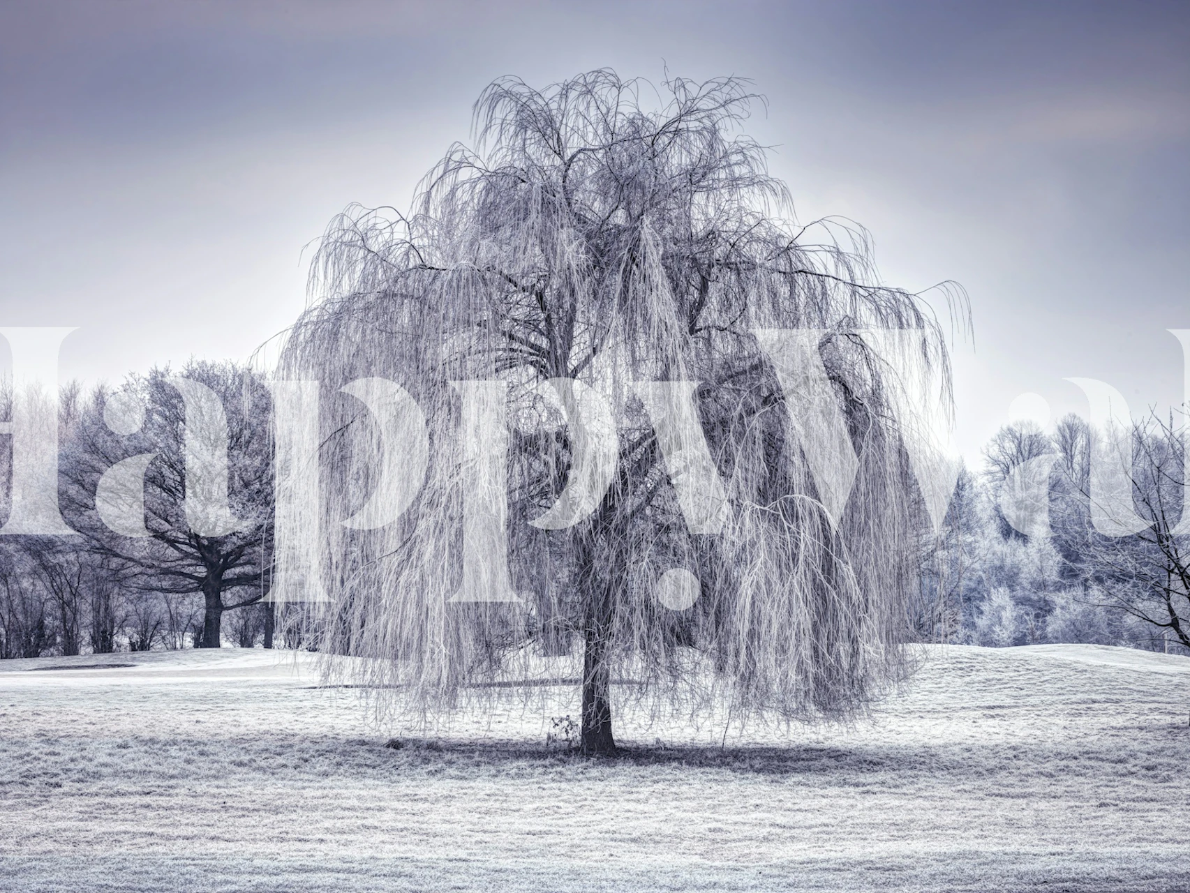 Papier peint Winter Weeping Tree dans une pièce