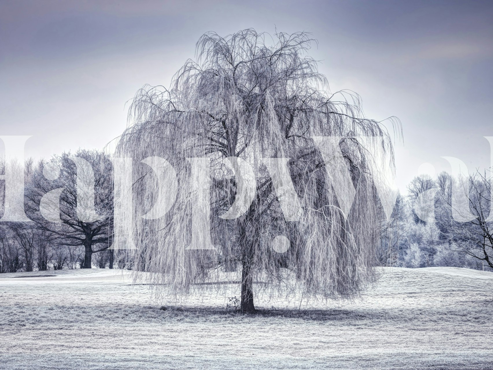 Ταπετσαρία Winter Weeping Tree σε ένα δωμάτιο