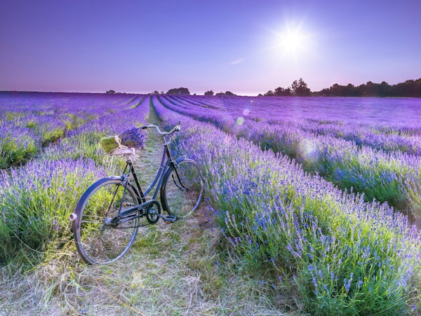 Sunlit Lavender Escape