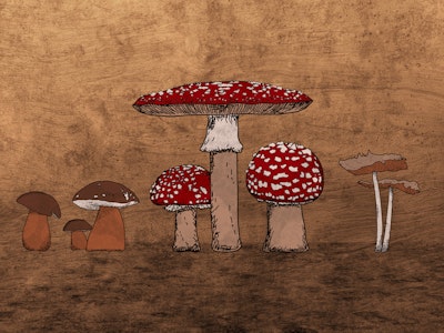 Muurschildering