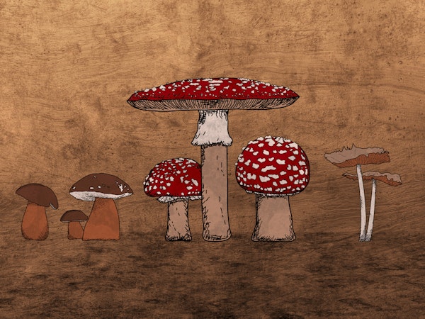 Ancient Mushrooms