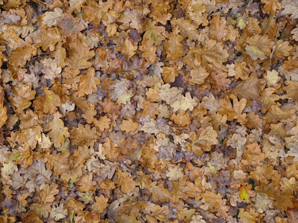 Golden Leaf Carpet