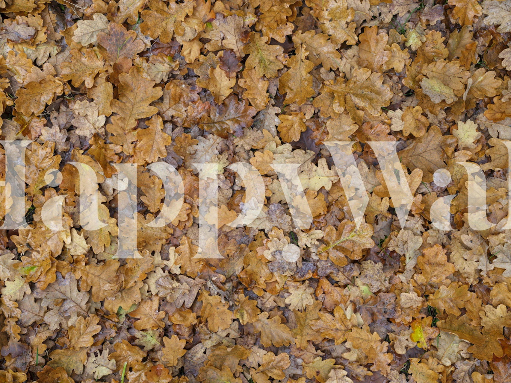 Golden leaves in varied shades of yellow and brown wallpaper