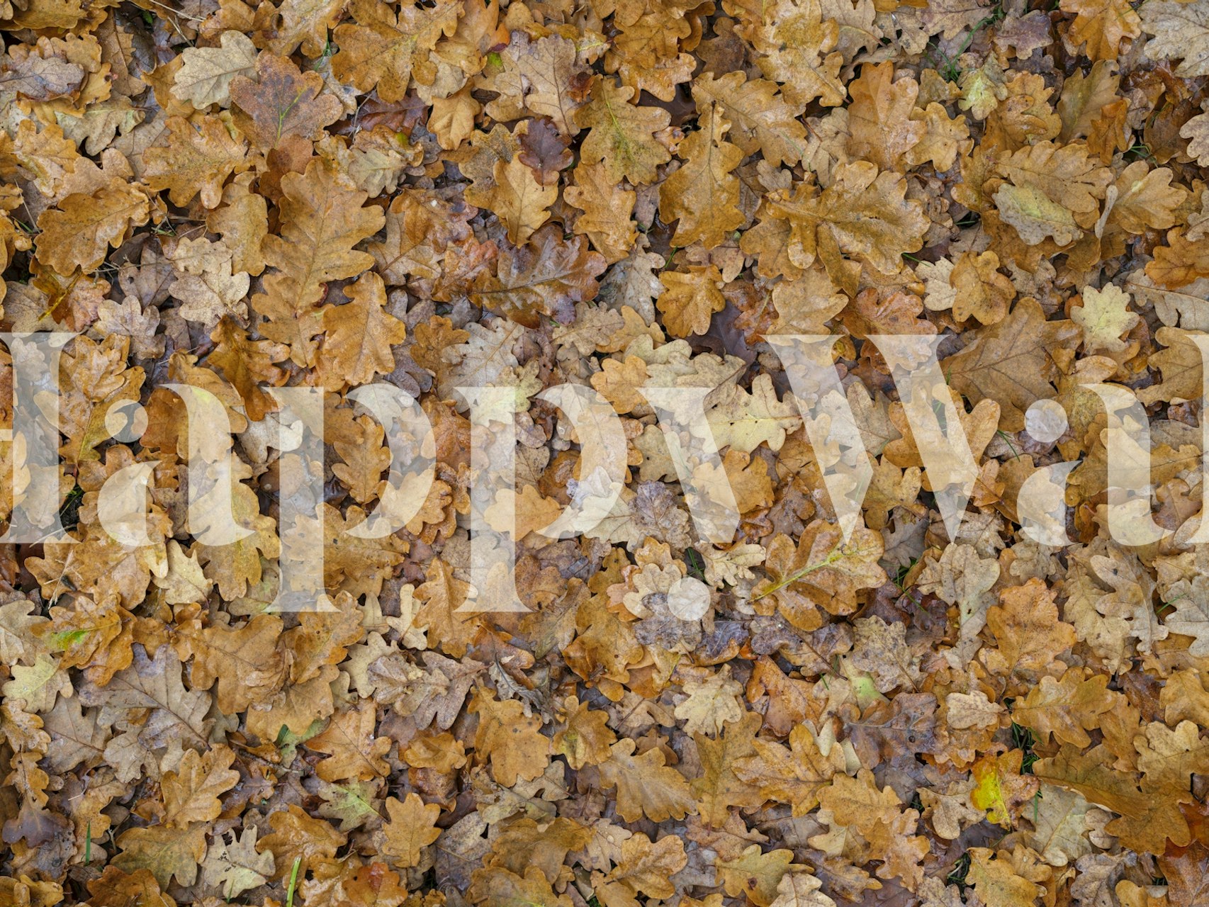 Golden leaves in varied shades of yellow and brown wallpaper