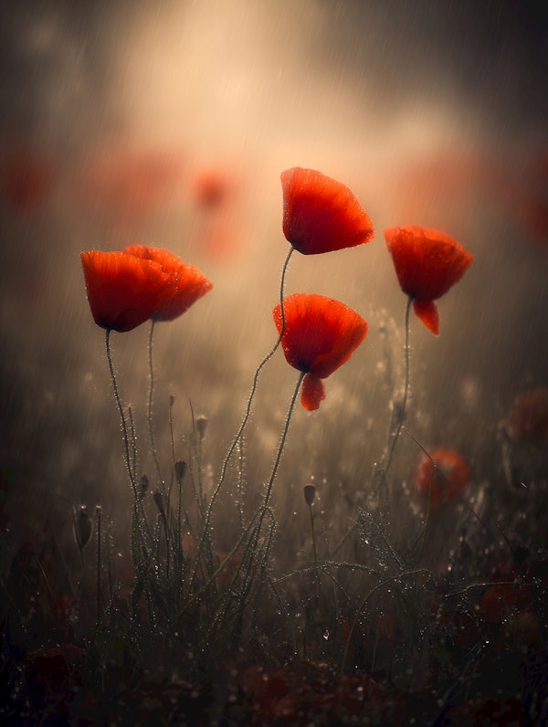 Poppies at Rainy Dawn