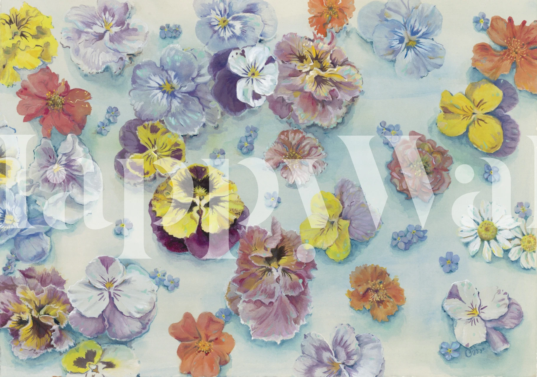 Pansy flowers in various colors on soft blue wallpaper
