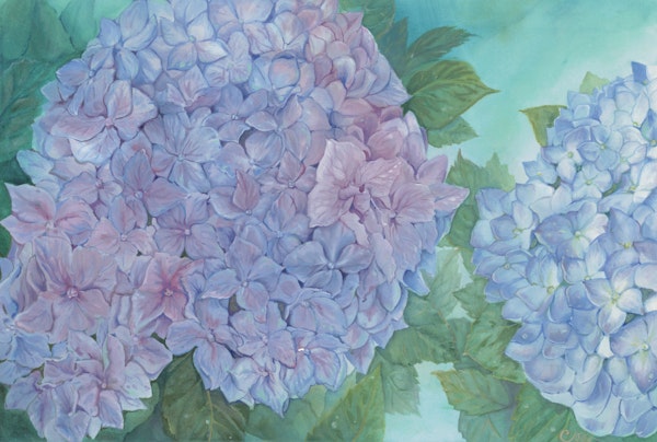 Dreamy Hydrangea Bloom