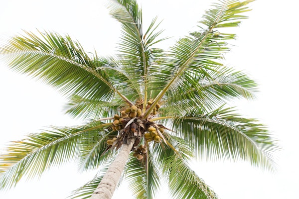 Caribbean Paradise Palms 4