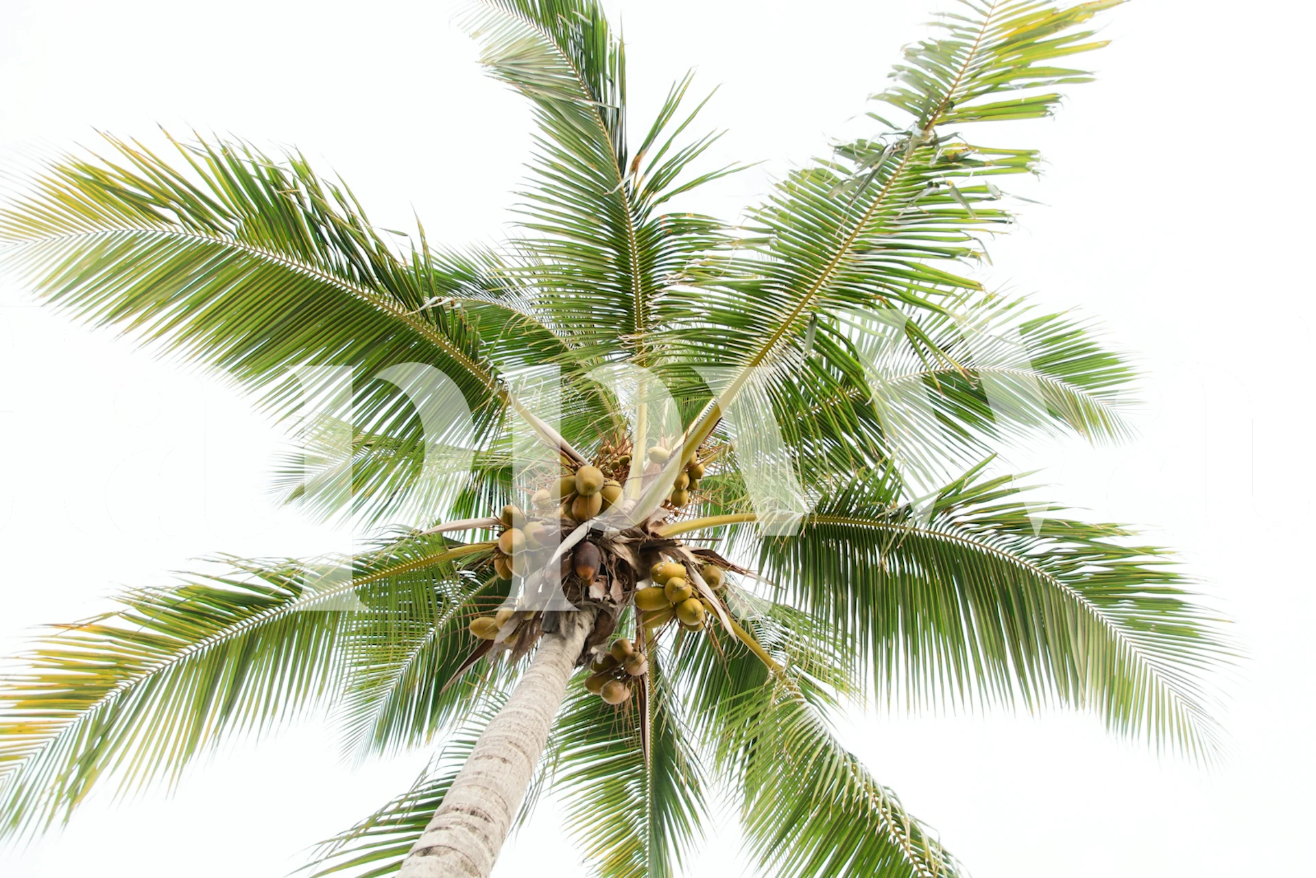 Caribbean Paradise Palms tapetdesign i et rom