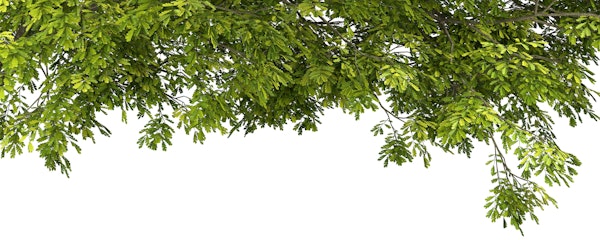 Natural Leafy Background Art