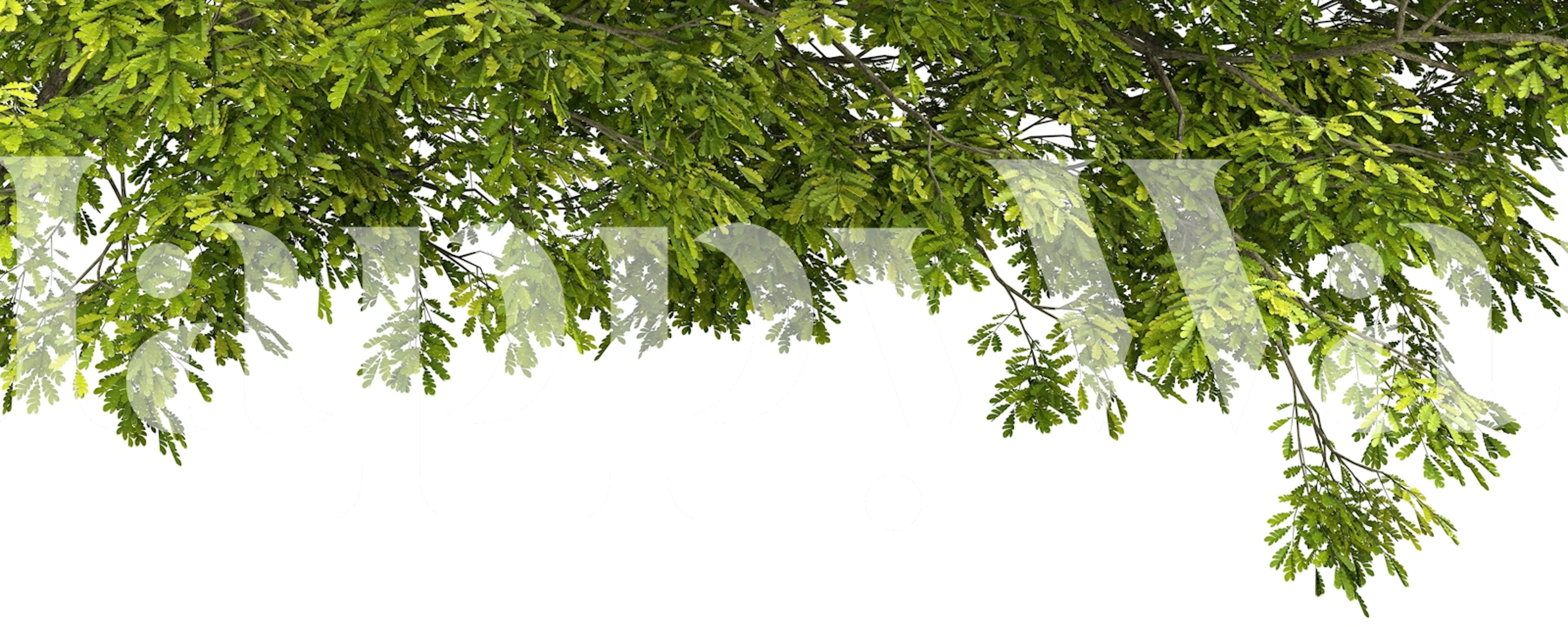 Papel de parede de folhas naturais em um quarto