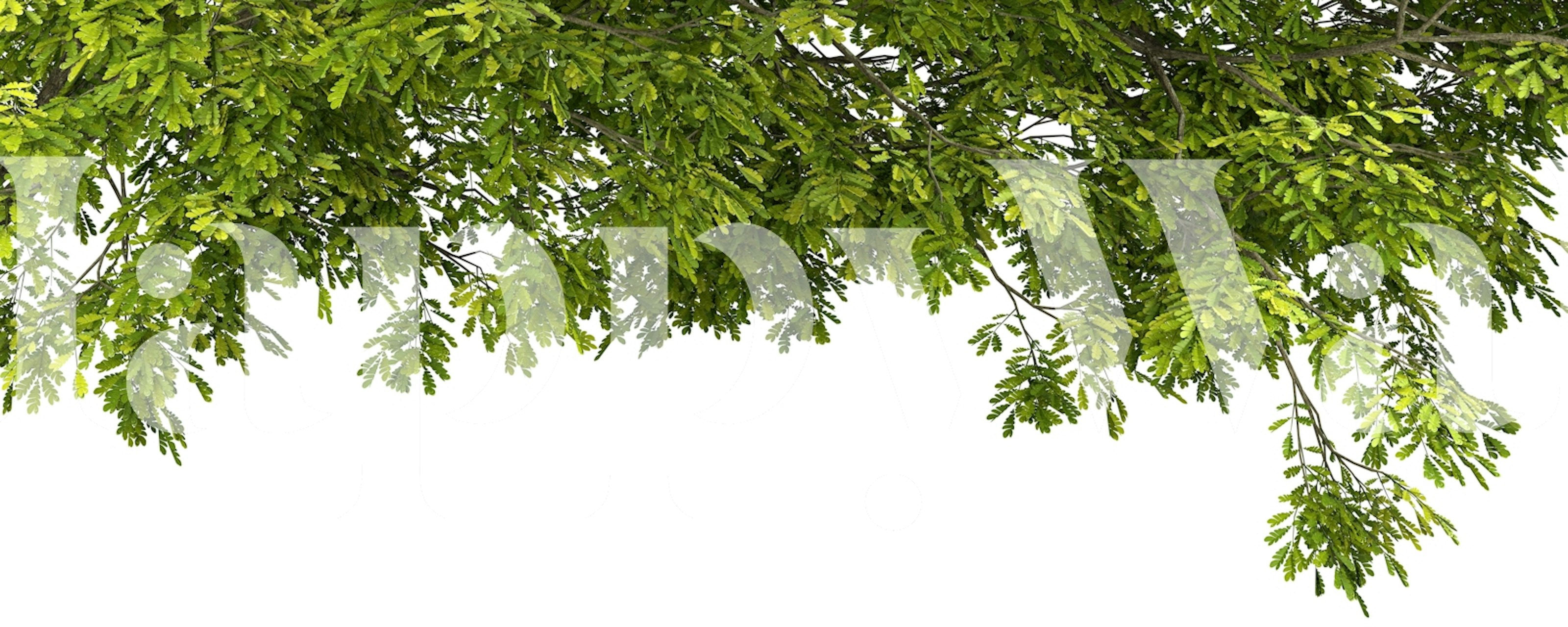 Papier peint feuillage naturel dans une pièce