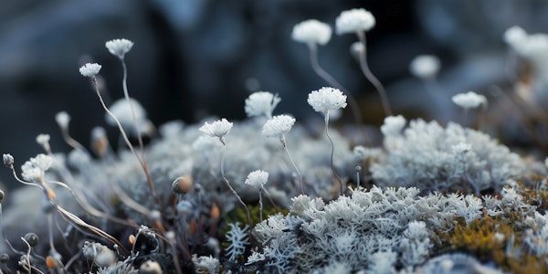 Mystical White Blossoms
