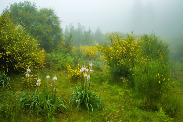 Meadow Mists