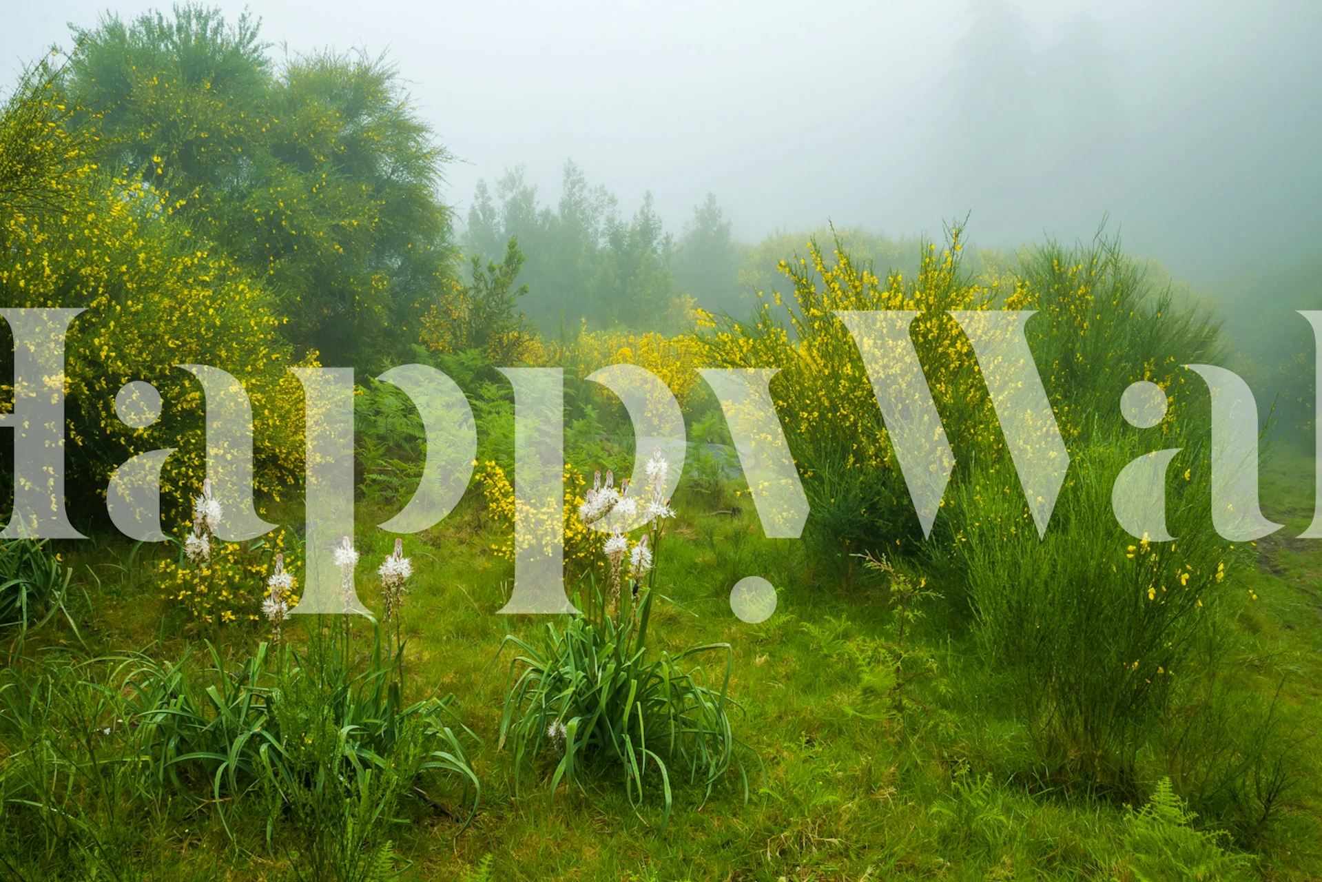 Papel de parede Meadow Mists exibido em um quarto