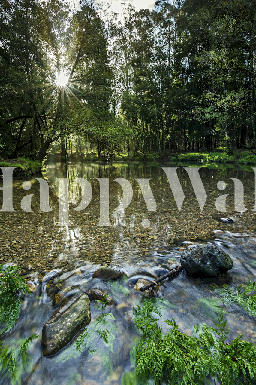 Serene forest stream with sunlight and greenery wallpaper