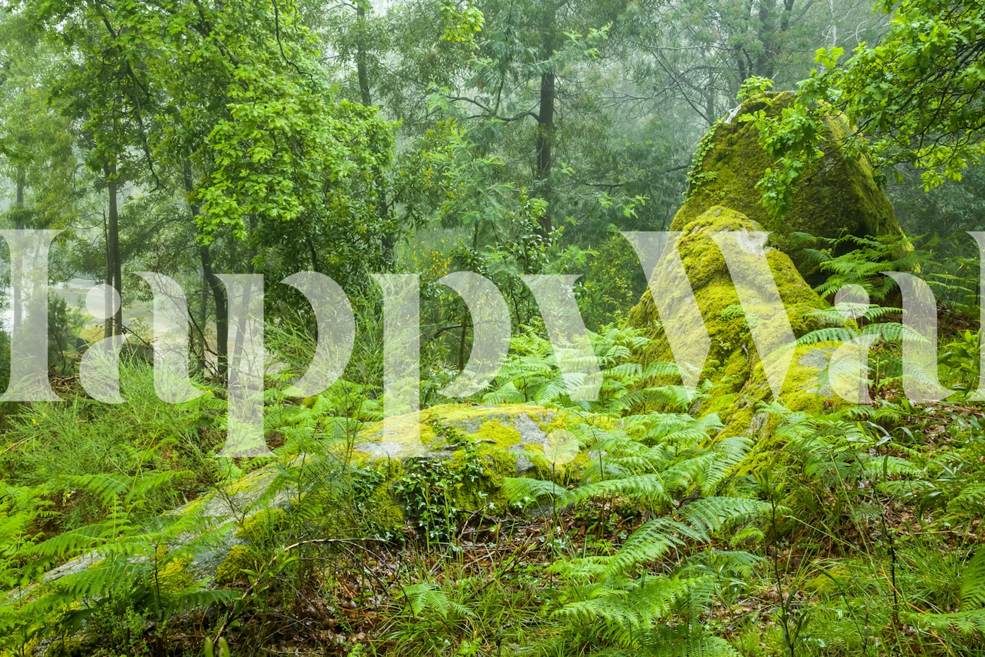 Fern Forest wallpaper design in a room