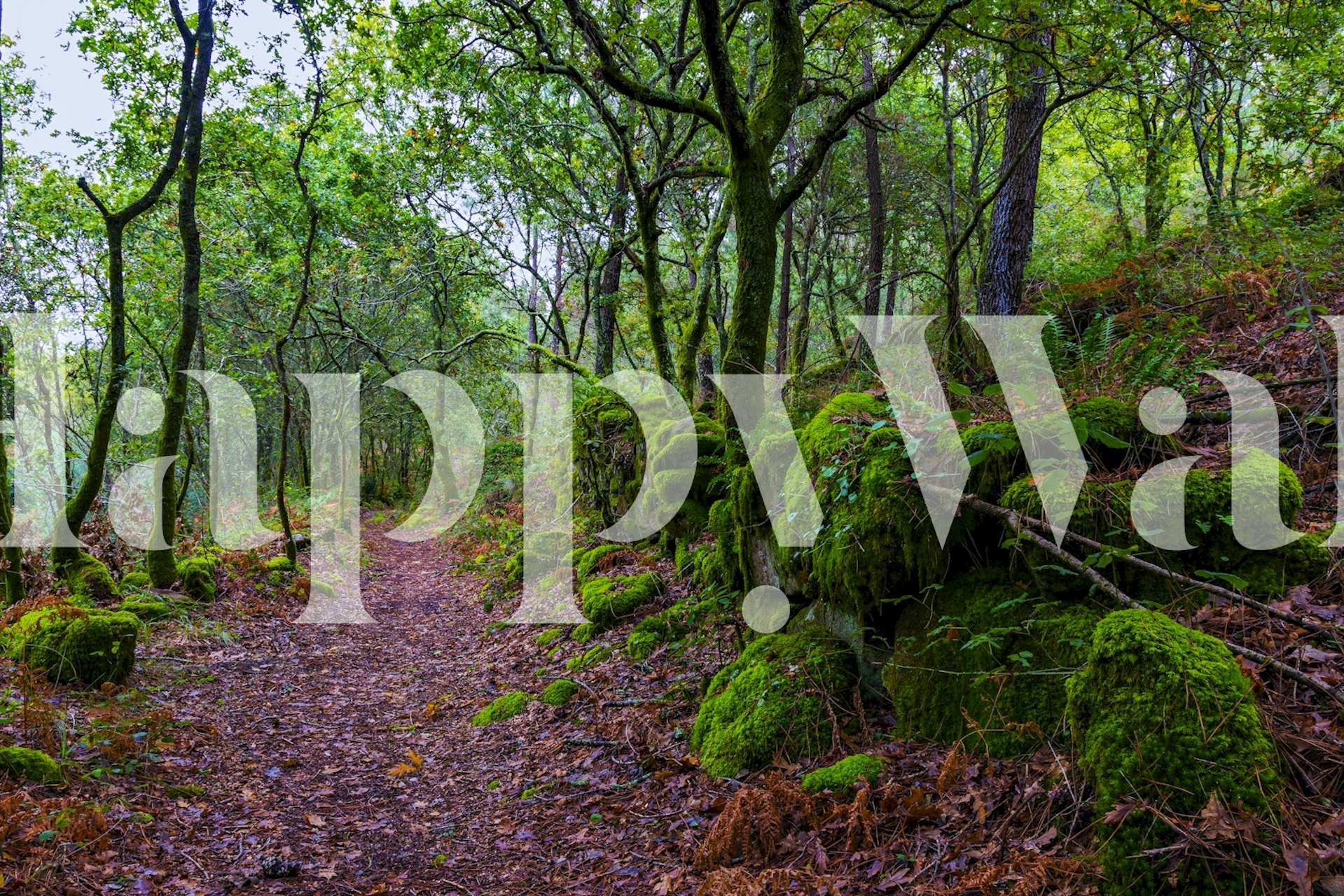 Enchanted Footpath wallpaper in a room