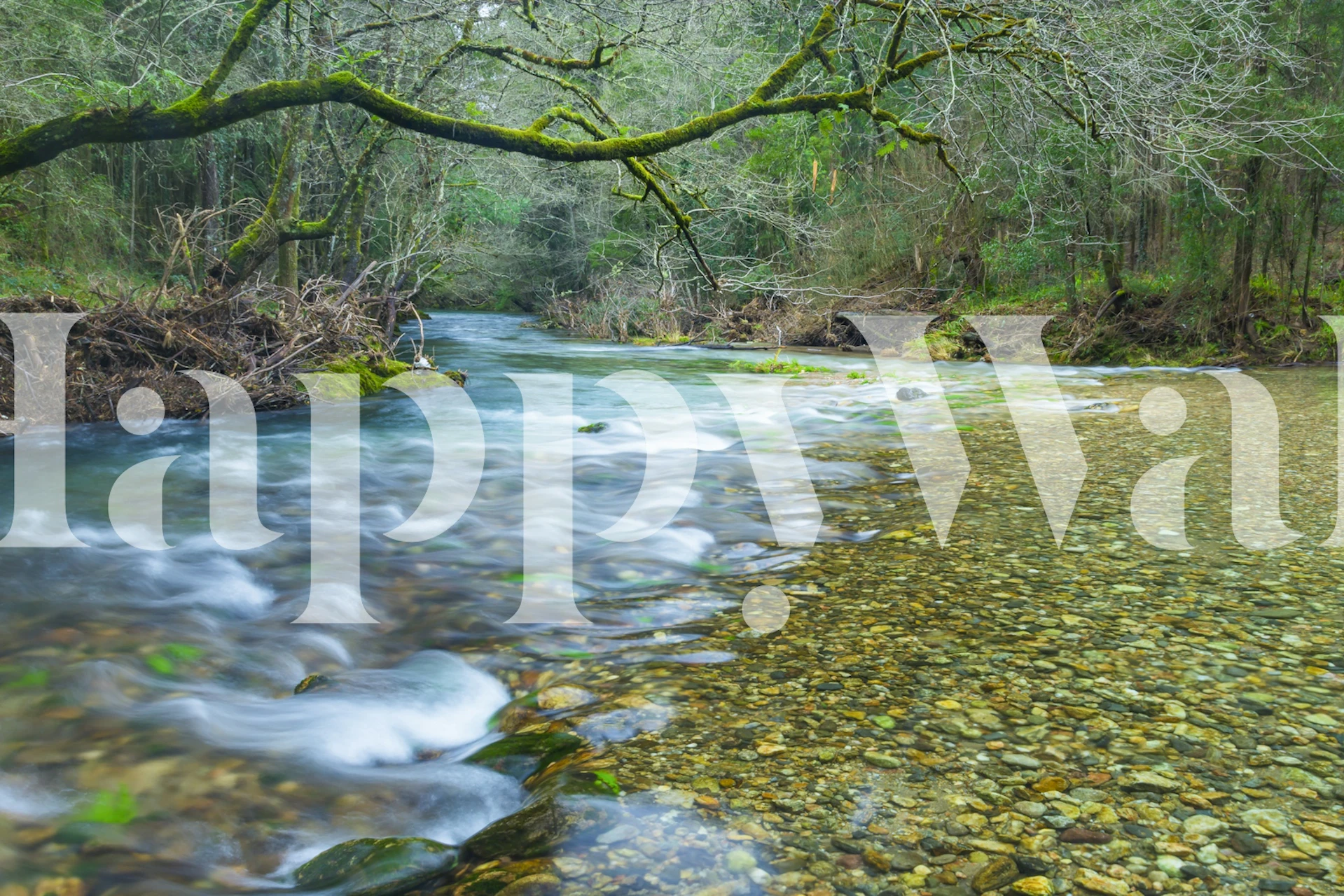 Under the Canopy wallpaper in a room