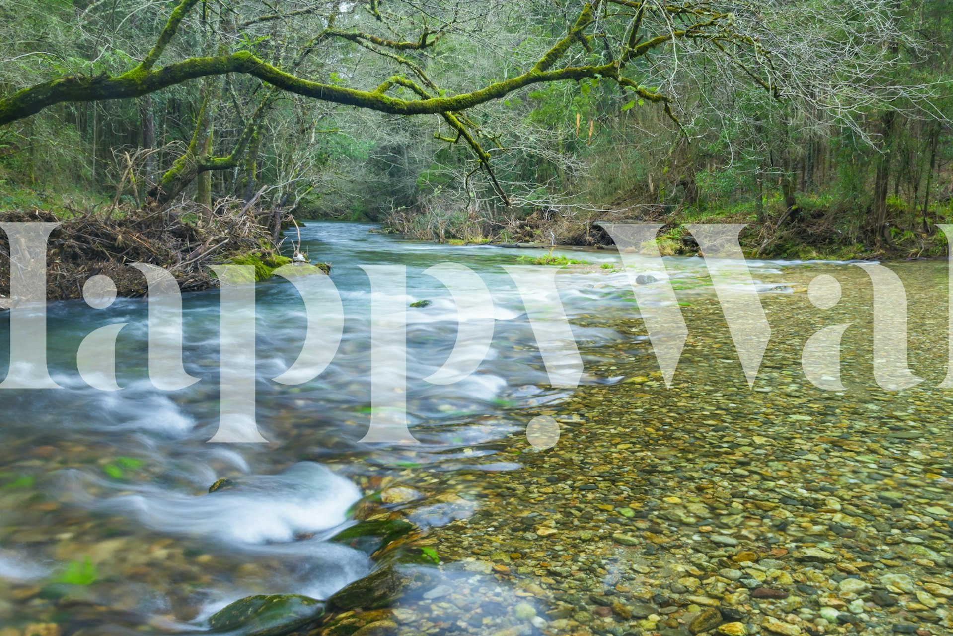 Under the Canopy wallpaper in a room