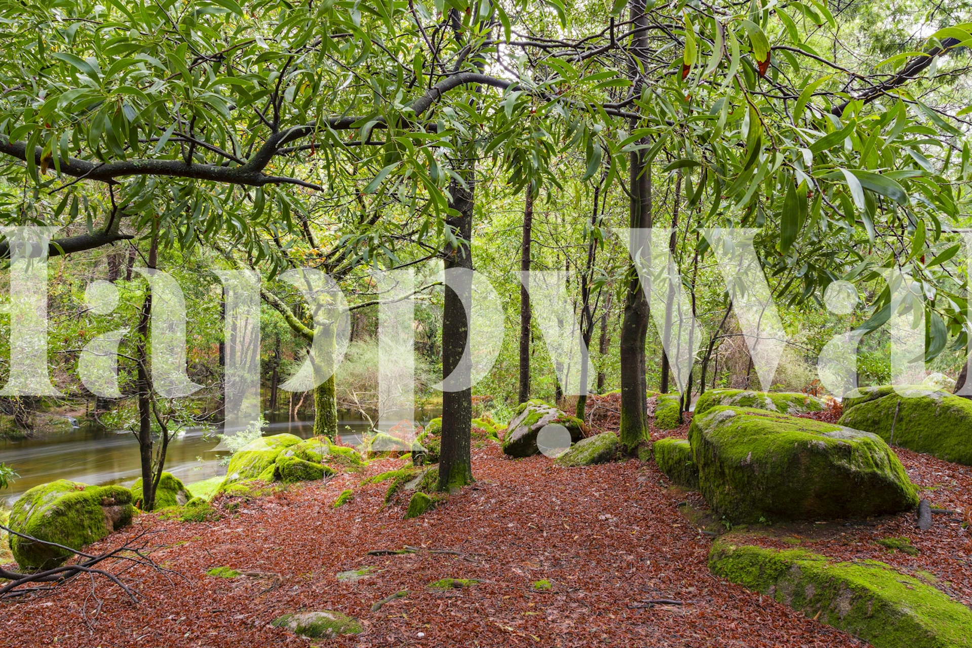 Verdant Pathways tapet i et rum