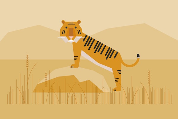 Wild Tiger in Grasland