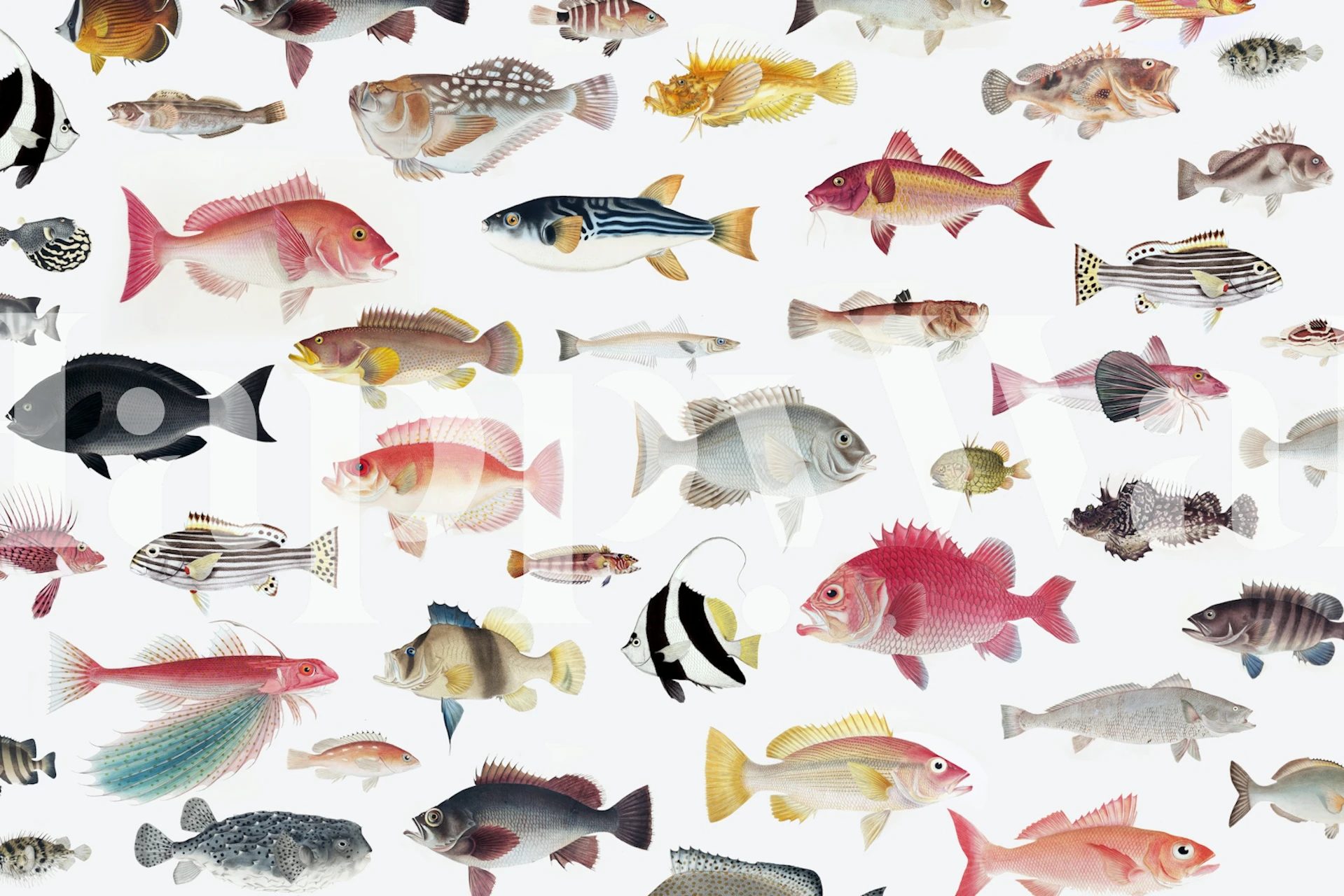 Papel de parede Aquarium com peixes coloridos em um quarto