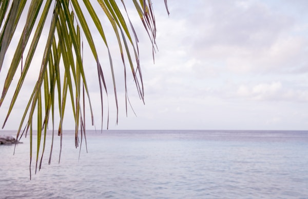 Caribbean Sunset Ocean Palm 5