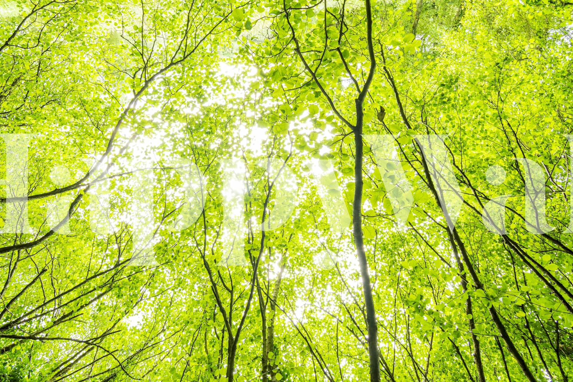 Light among the forest wallpaper in a room