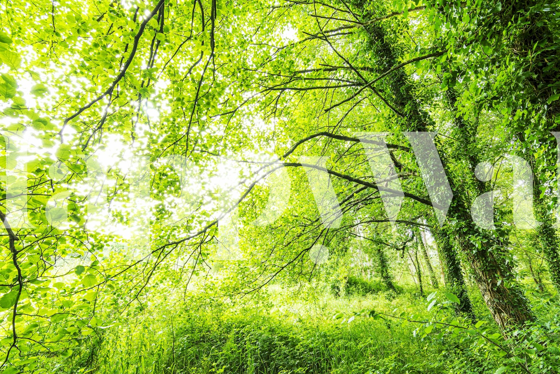 Lush green leaves and trees in a bright forest wallpaper