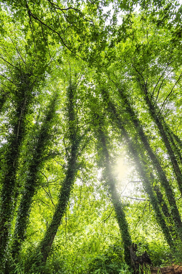 Into the Forest Light